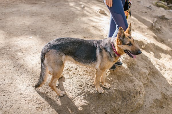 Dog Friendly Hiking Trails Exploring Adventures with Your Furry Friend