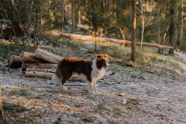 Dog Friendly Hiking Trails Exploring Adventures with Your Furry Friend