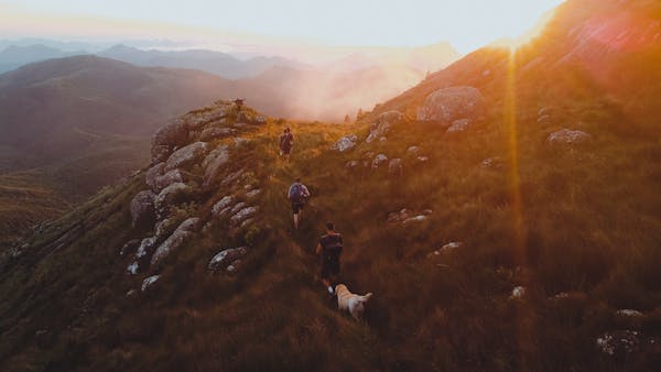 Do Shelties Make Good Hiking Dogs? A Complete Guide