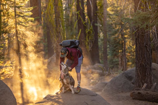 Do Shelties Make Good Hiking Dogs? A Complete Guide