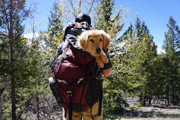 Do Shelties Make Good Hiking Dogs? A Complete Guide