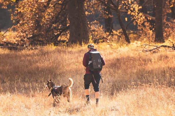 Do Shelties Make Good Hiking Dogs? A Complete Guide