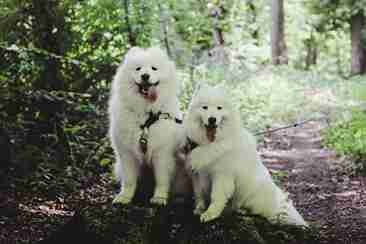 hiking with dogs