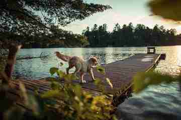 hiking with dogs