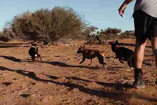 hiking with dogs